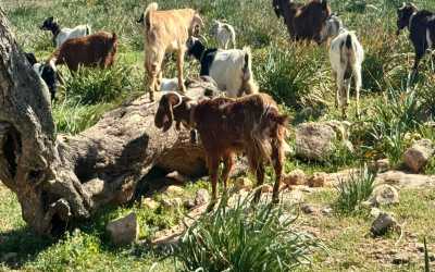 Wycieczka Marathon Jeep Safari - Narodowy Park Akamas z Ayia Napa