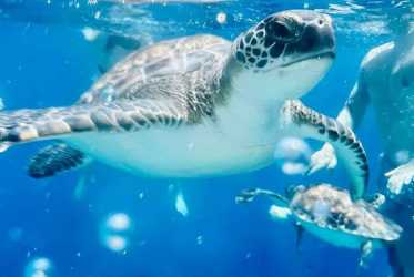 Wycieczka Miasto duchów, Famagusta, Salamina z rejsem na Blue Lagoon i zatokę żółwi z Protaras